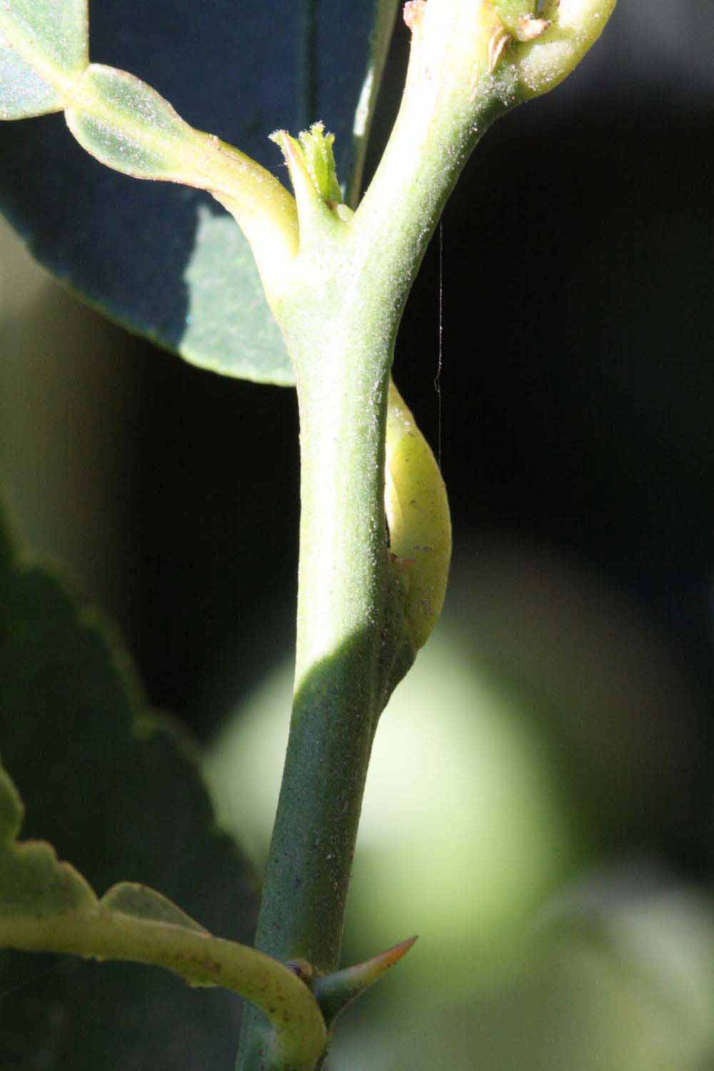            First year twig (Riverside, CA)   